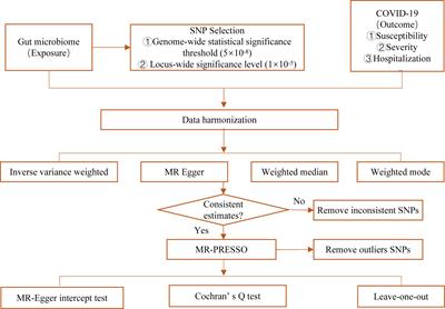 Causal effects of the gut microbiome on COVID-19 susceptibility and severity: a two-sample Mendelian randomization study